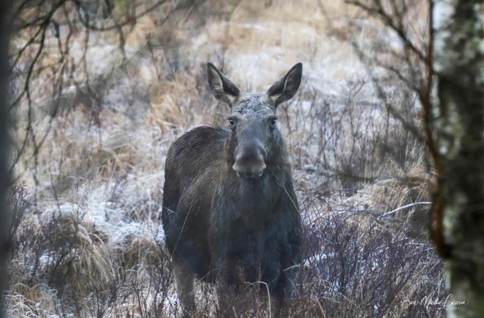 Kallasens Stuguthyrning Sjotofta Exterior foto